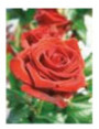 Engelsrose Carmen