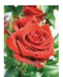 Engelsrose Carmen - Beruf & Arbeitsleben - Hellsehen & Wahrsagen - Tarot & Kartenlegen - Sonstige Bereiche - Liebe & Partnerschaft