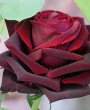 Rosenelfe - Tarot & Kartenlegen - Sonstige Bereiche - Liebe & Partnerschaft - Beruf & Arbeitsleben - Psychologische Lebensberatung