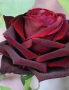 Rosenelfe - Liebe & Partnerschaft - Psychologische Lebensberatung - Tarot & Kartenlegen - Beruf & Arbeitsleben - Sonstige Bereiche