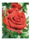 Engelsrose Carmen - Hellsehen & Wahrsagen - Tarot & Kartenlegen - Liebe & Partnerschaft - Sonstige Bereiche - Beruf & Arbeitsleben