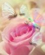 Seelenrose - 